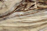 Polished Petrified Wood (Bald Cypress?) Slab - Washington #308399-1